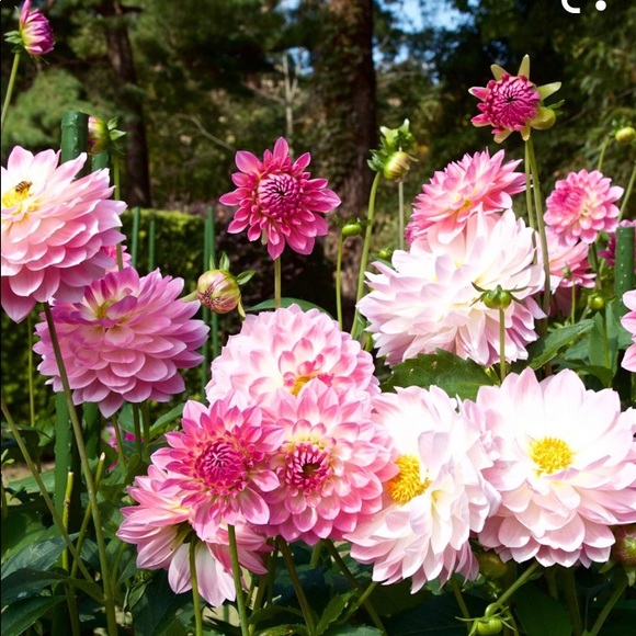 Meet your Posher, Samantha - Picture 1 of 1